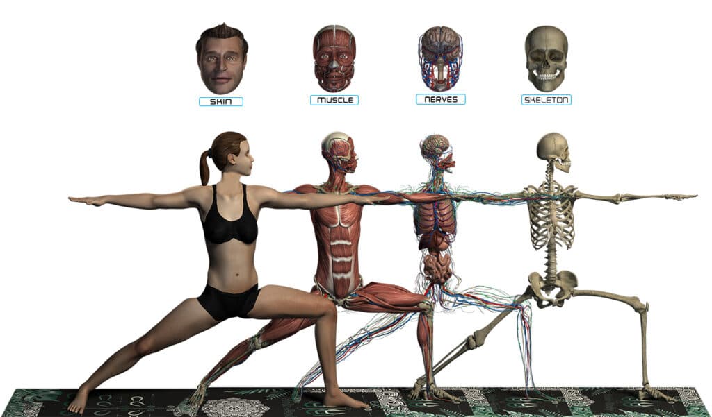 AnatomyLaters